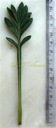  Leaf-Adaxial view
